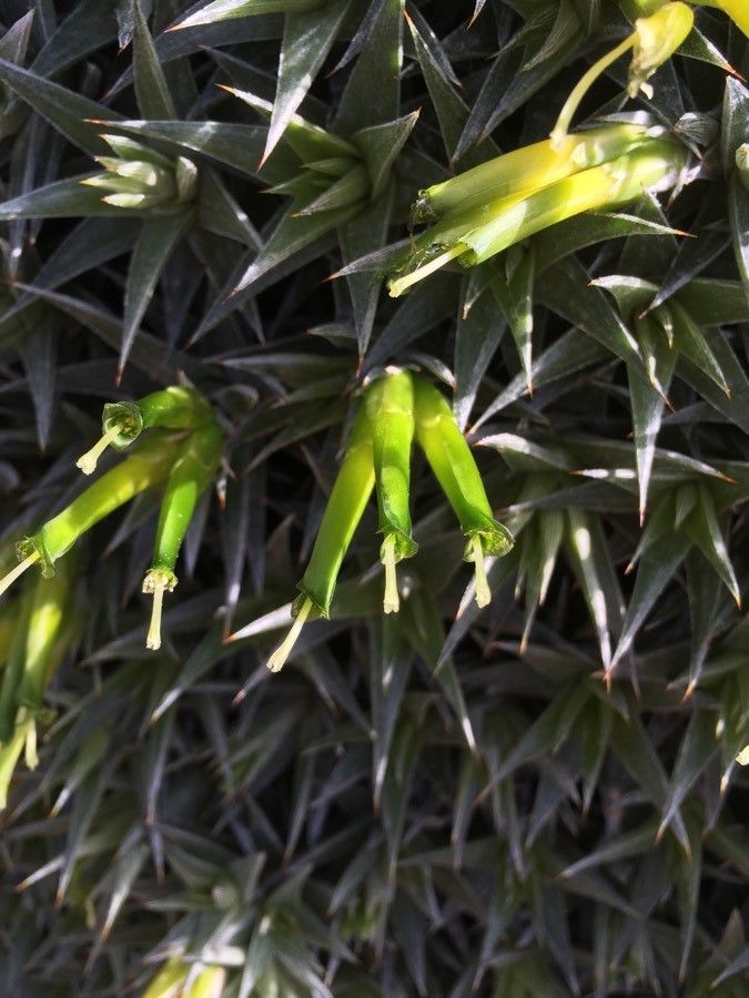 Deuterocohnia lorentziana flower