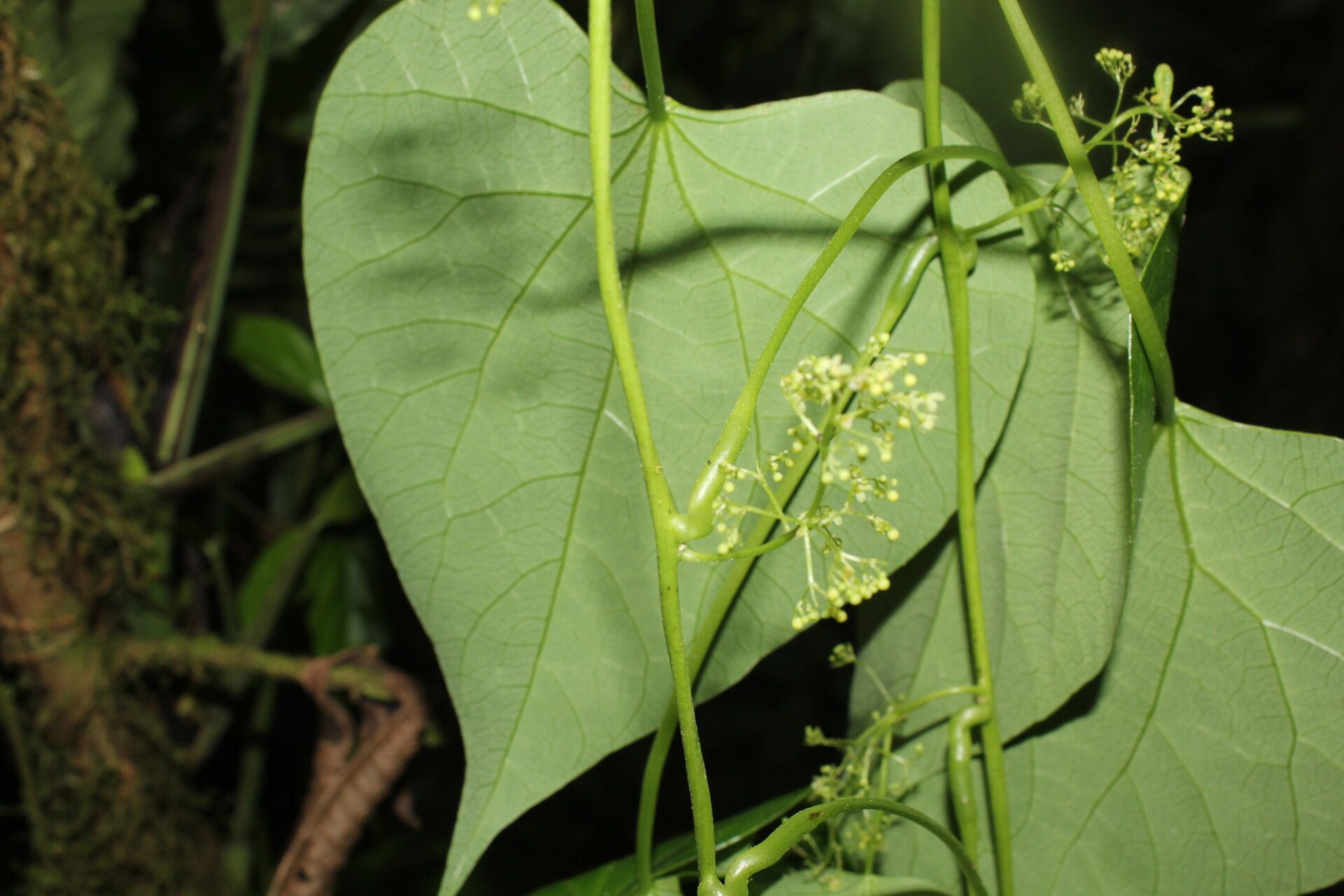 Cissampelos fasciculata flower