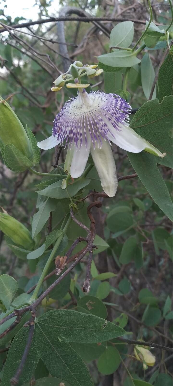 Passiflora giberti flower