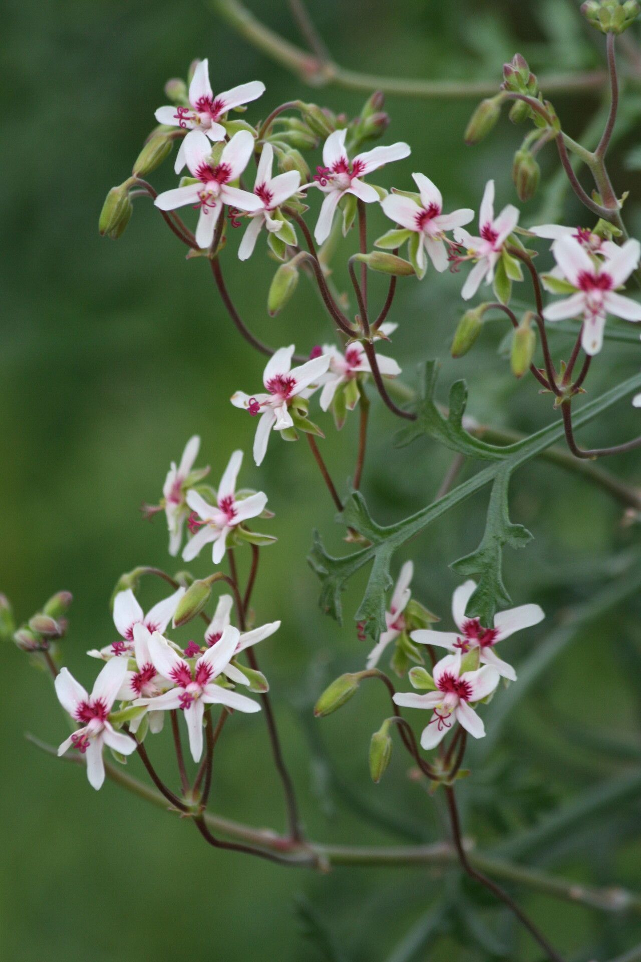 Pelargonium crithmifolium flower