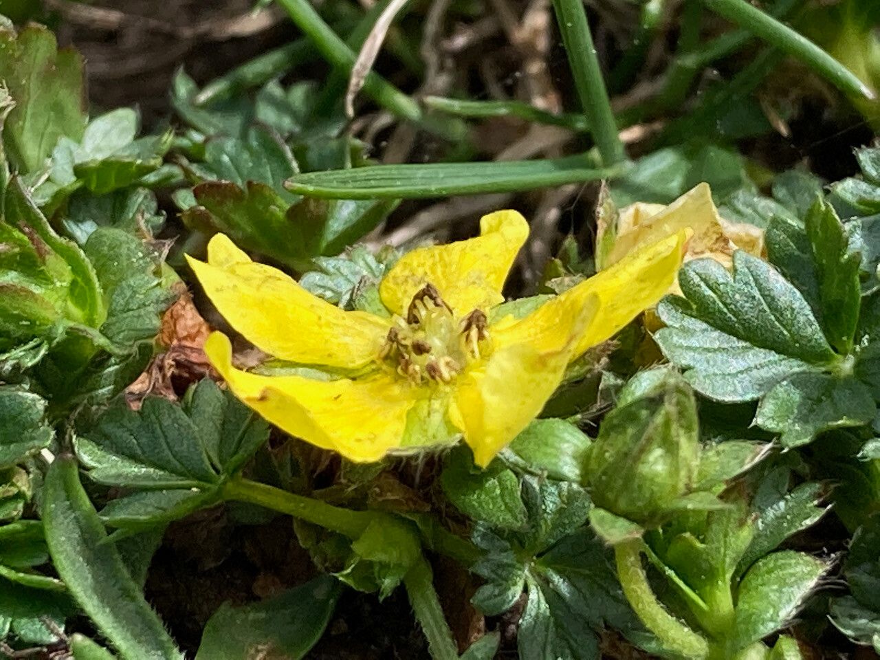 Potentilla brauneana flower