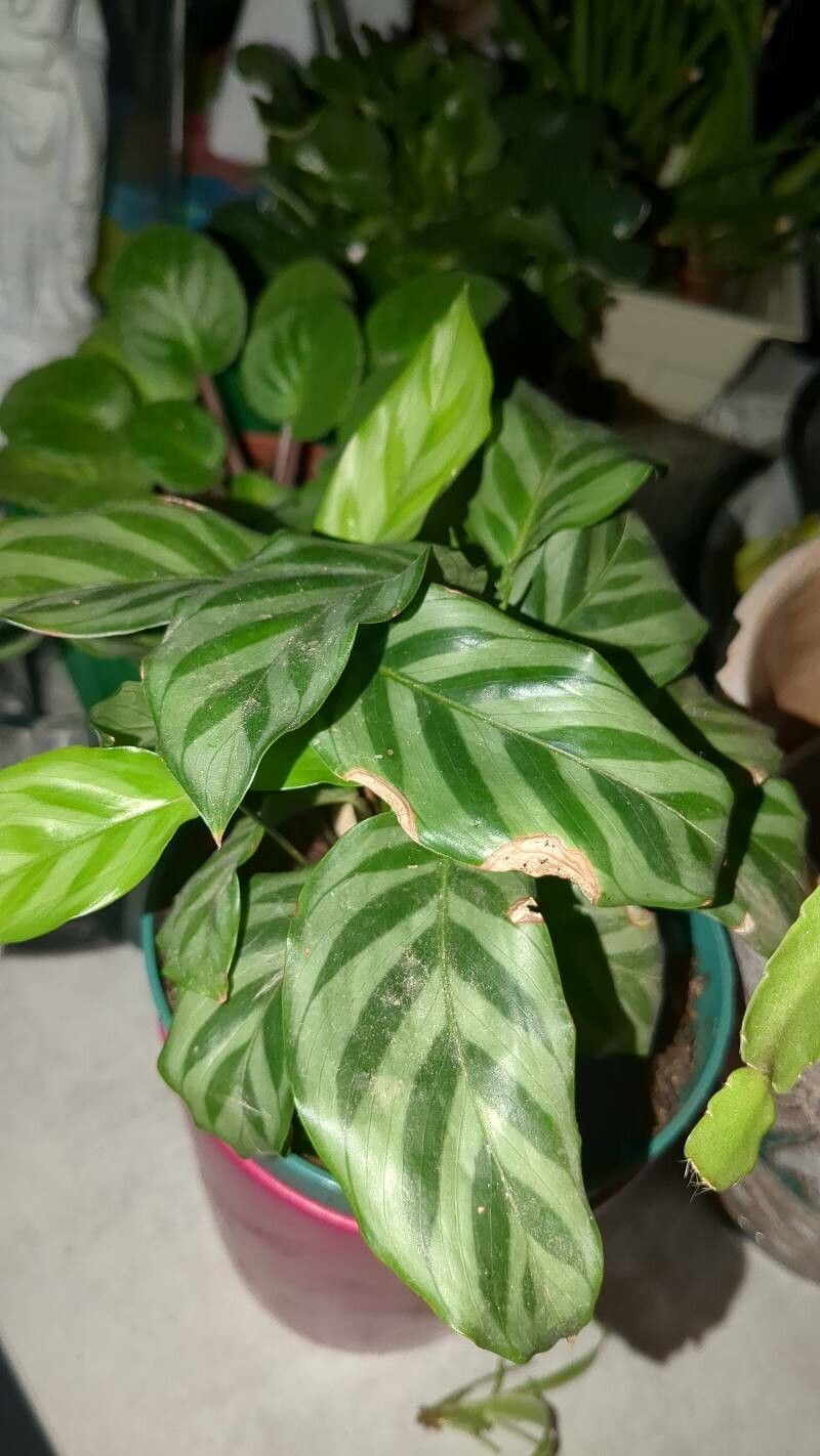 Goeppertia concinna bark