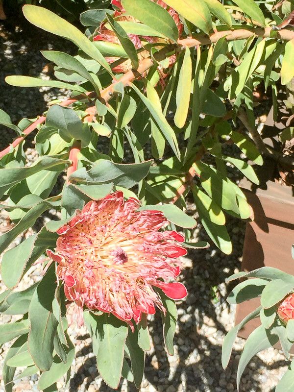 Protea caffra flower