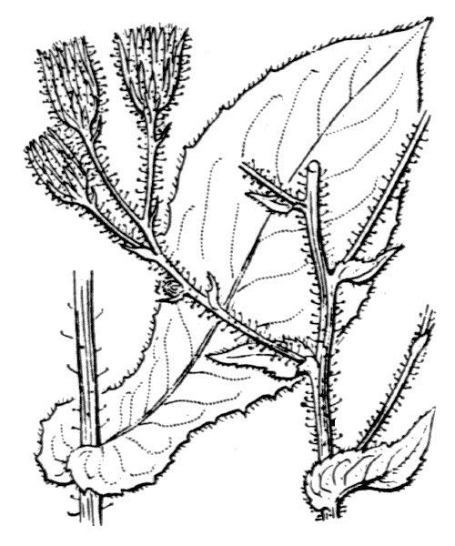 Hieracium ramosissimum — houseplant care guide