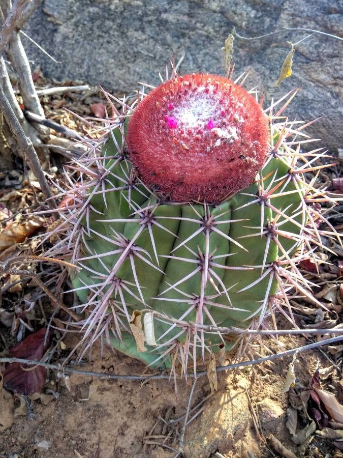 Melocactus bahiensis bark