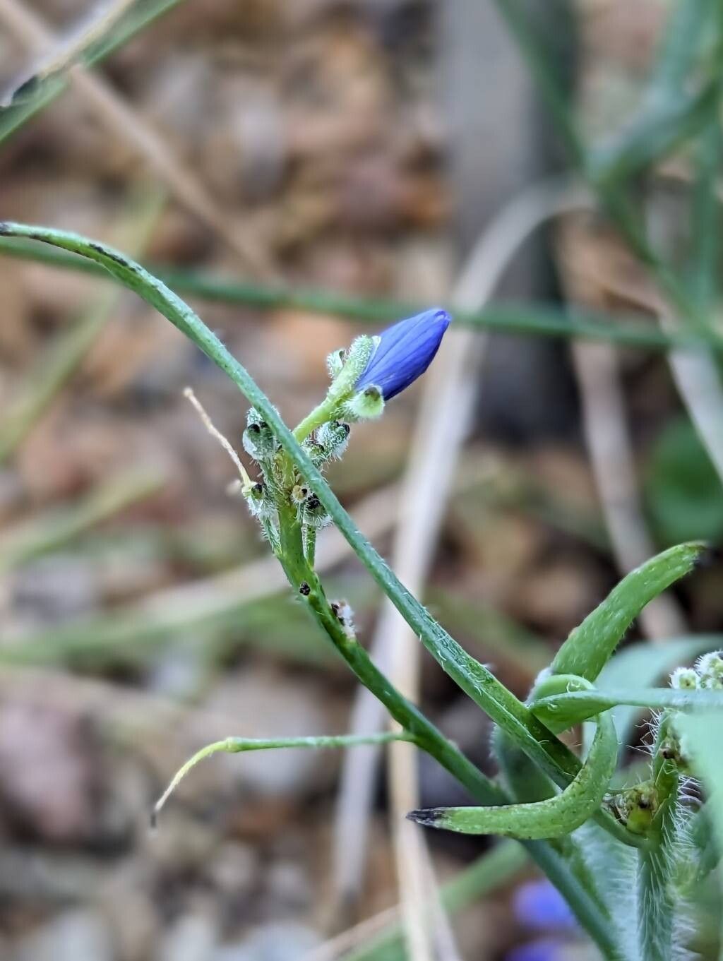 Heliophila linoides other