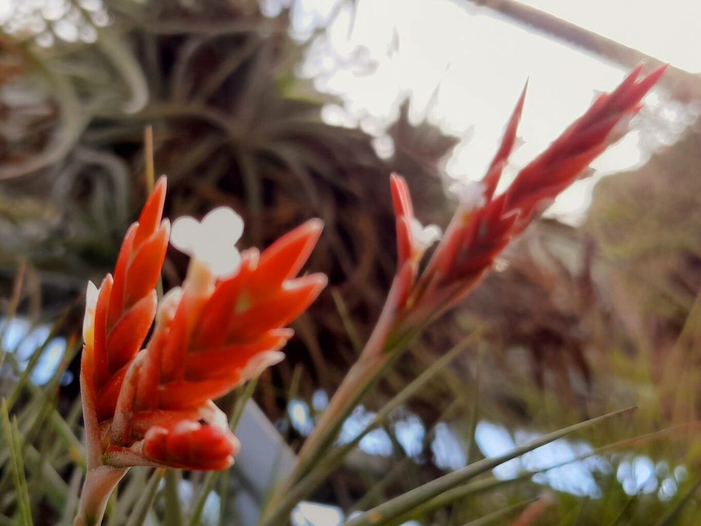Tillandsia didisticha flower