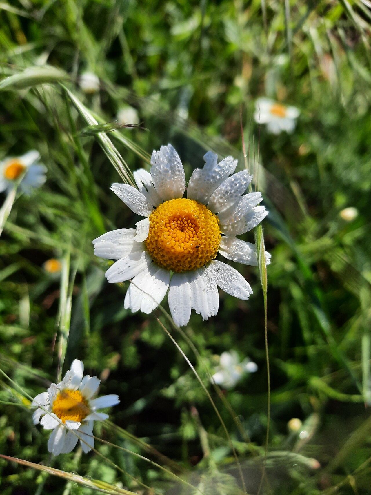 Cota austriaca flower