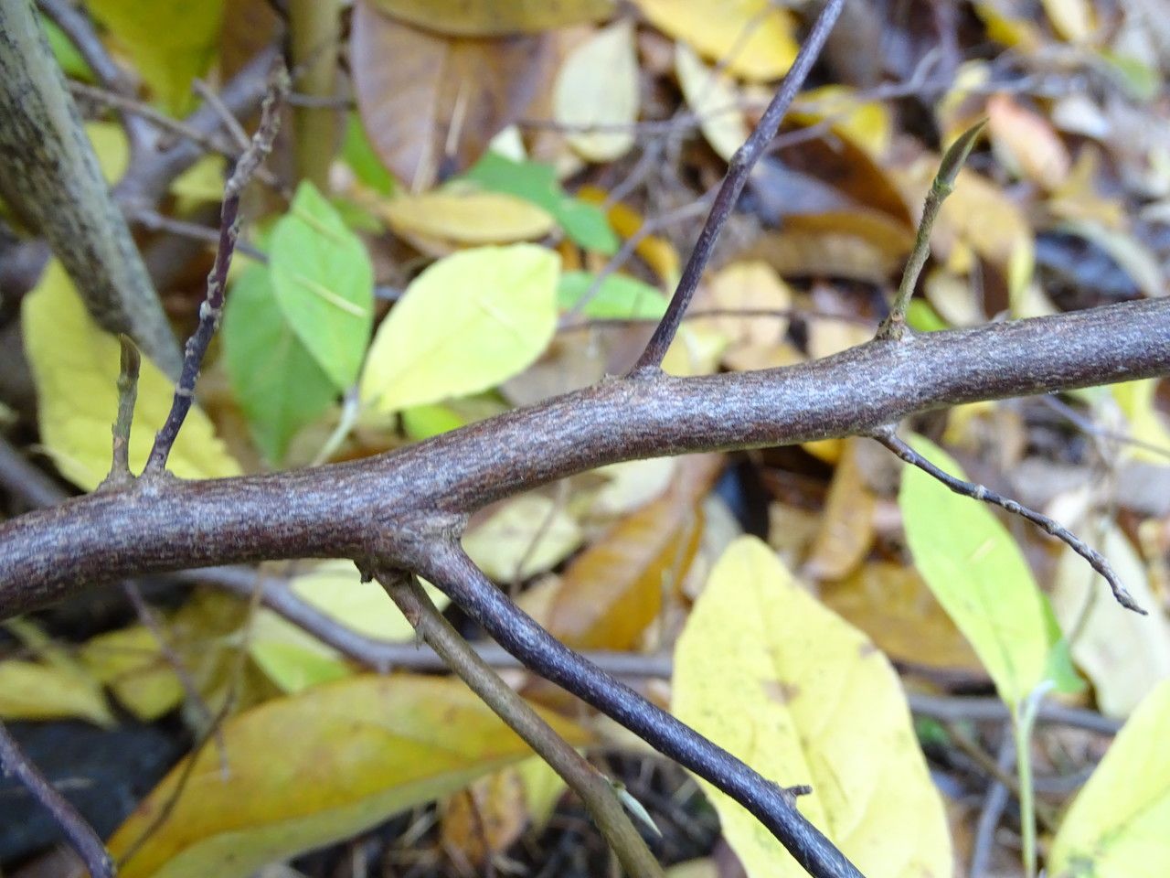 Stewartia malacodendron bark