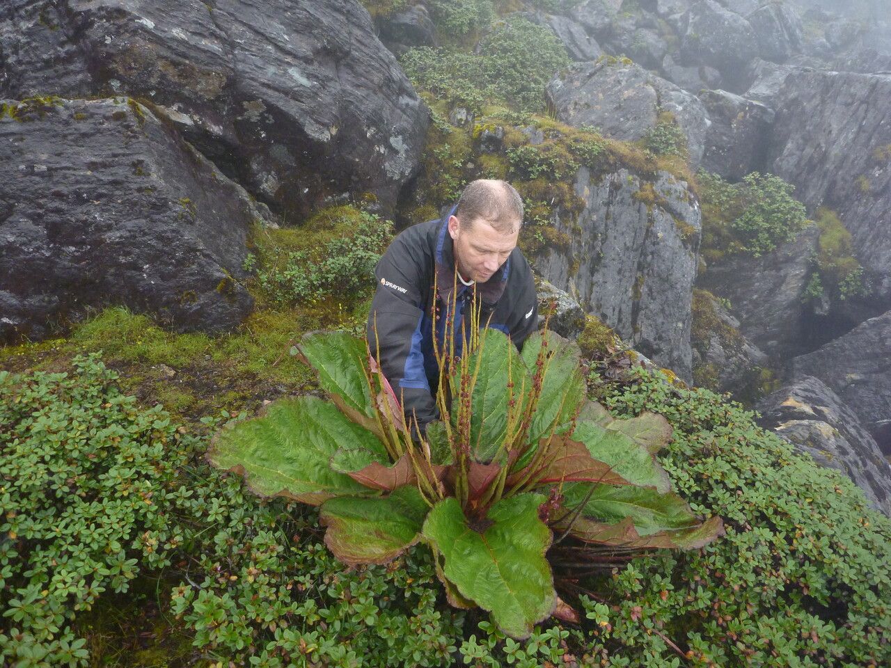 Rheum spiciforme other