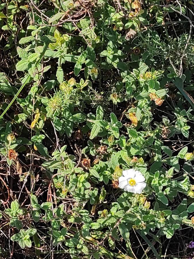 Cistus psilosepalus other