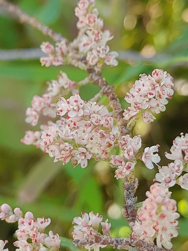 Tamarix florida flower