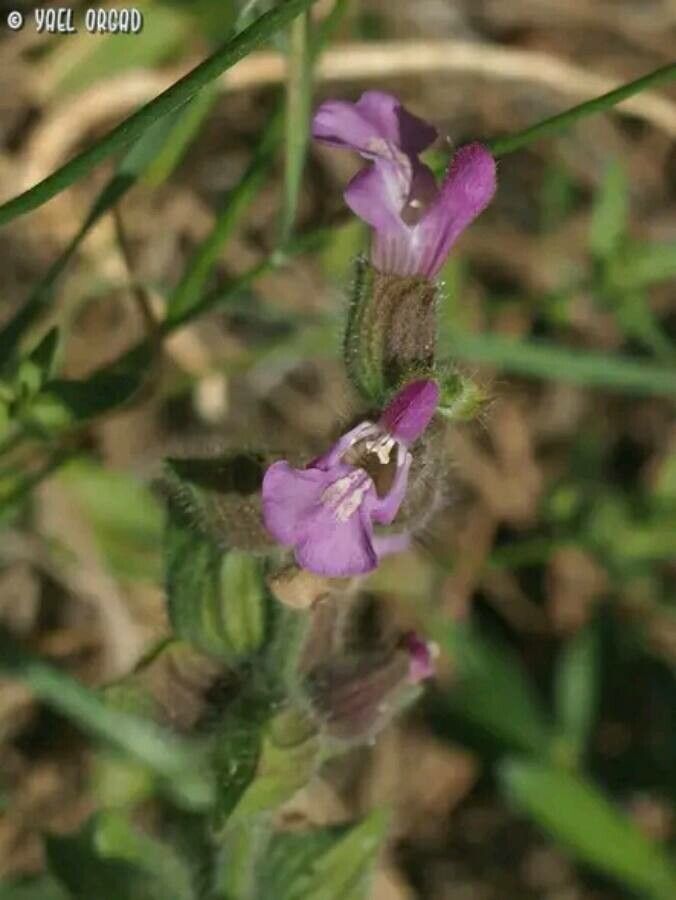 Salvia pinnata flower