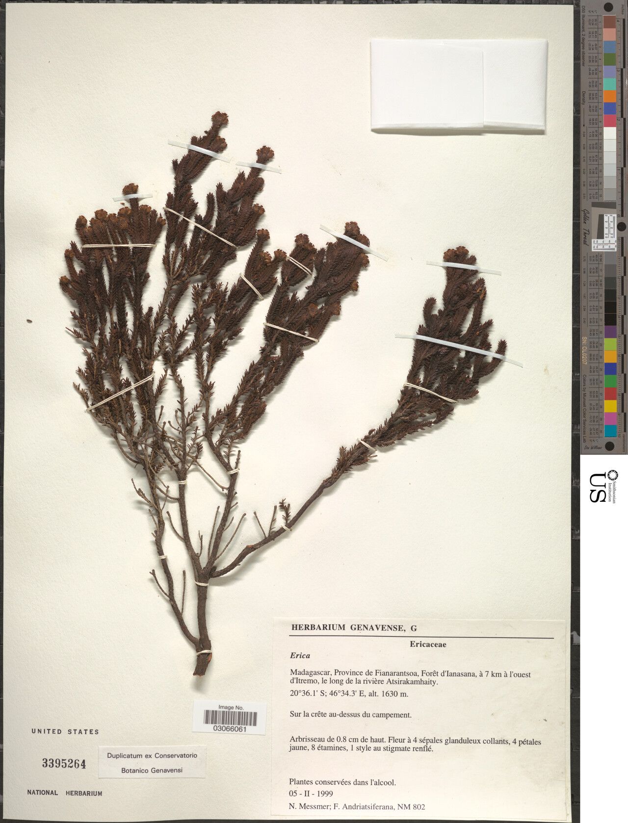 Erica myriadenia — search result for 'Erica'