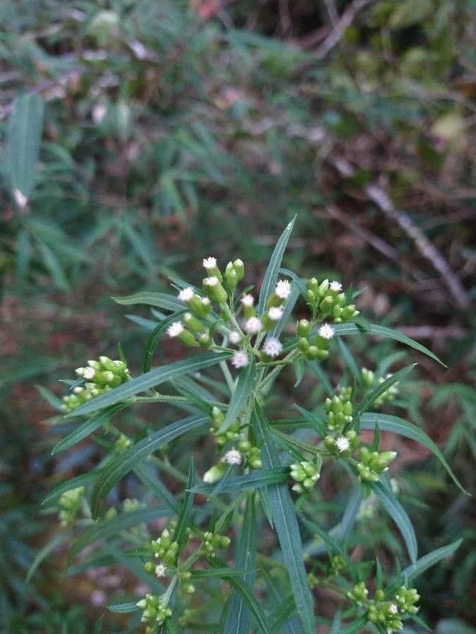 Baccharis pingraea habit