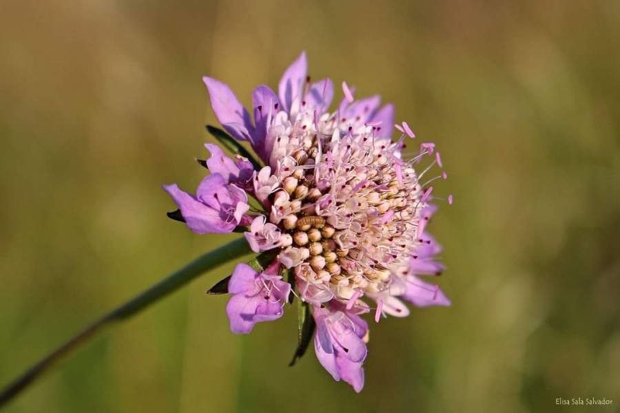 Scabiosa atropurpurea flower