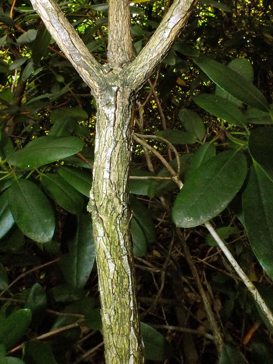 Rhododendron macrophyllum bark
