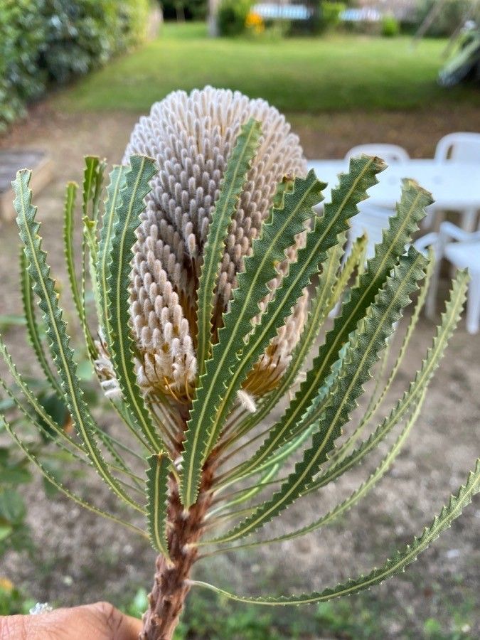 Banksia hookeriana — search result for 'Proteaceae'