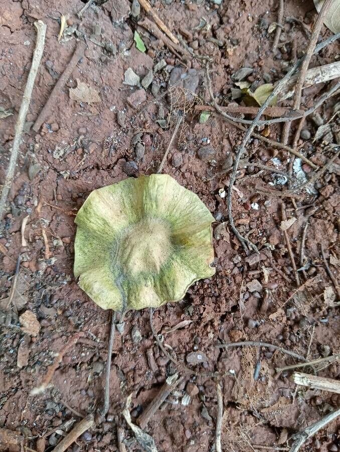 Pterocarpus santalinus fruit