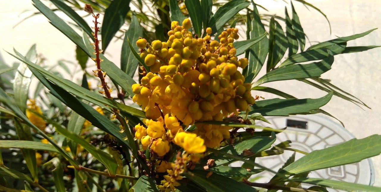 Mahonia eurybracteata flower