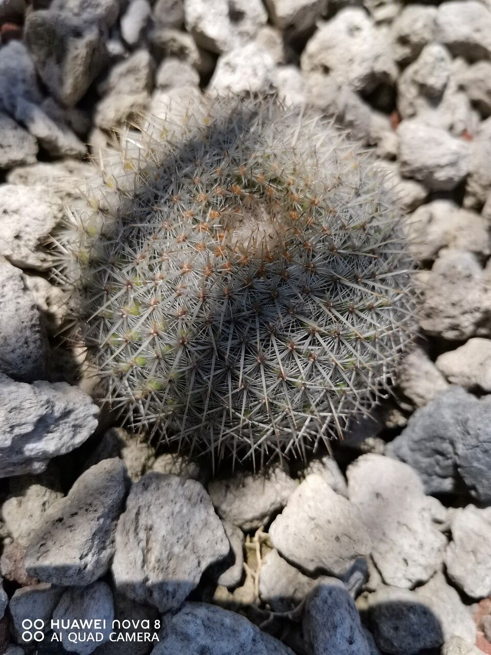 Mammillaria muehlenpfordtii bark
