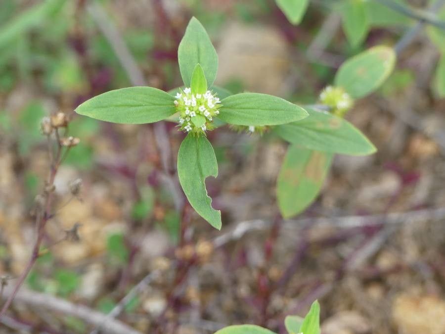 Diodia ocymifolia flower
