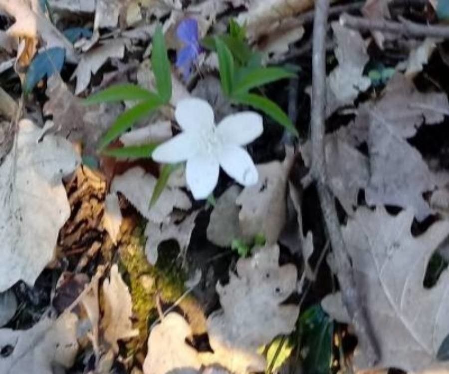 Anemonoides trifolia flower