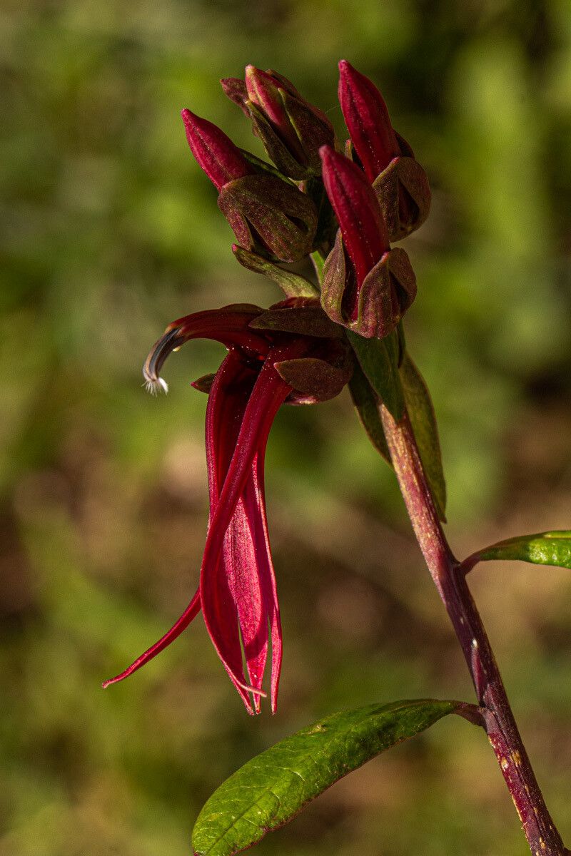 Lobelia petiolata flower