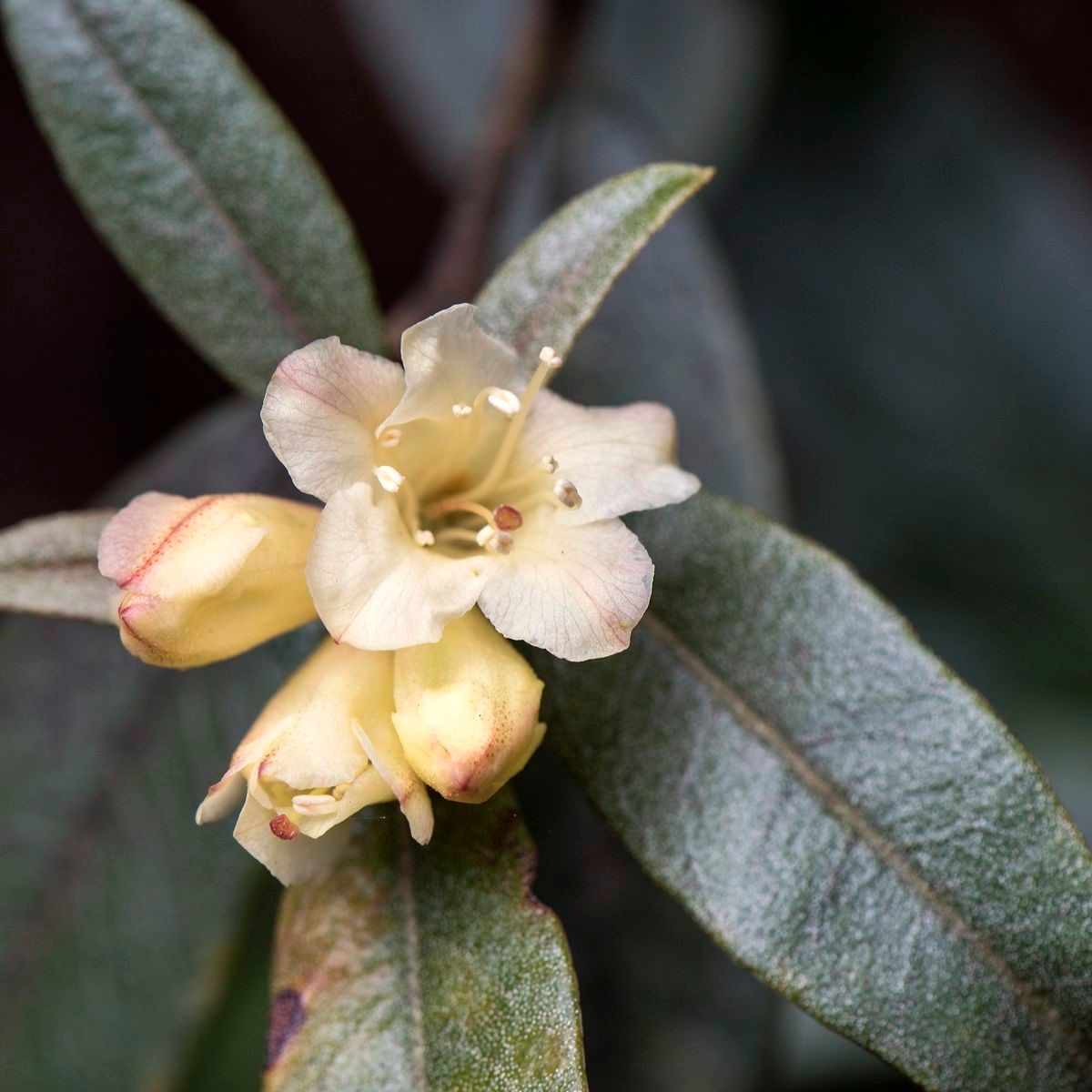 Rhododendron auritum flower