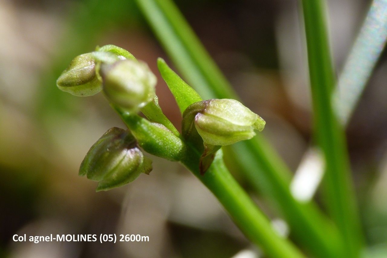Chamorchis alpina fruit