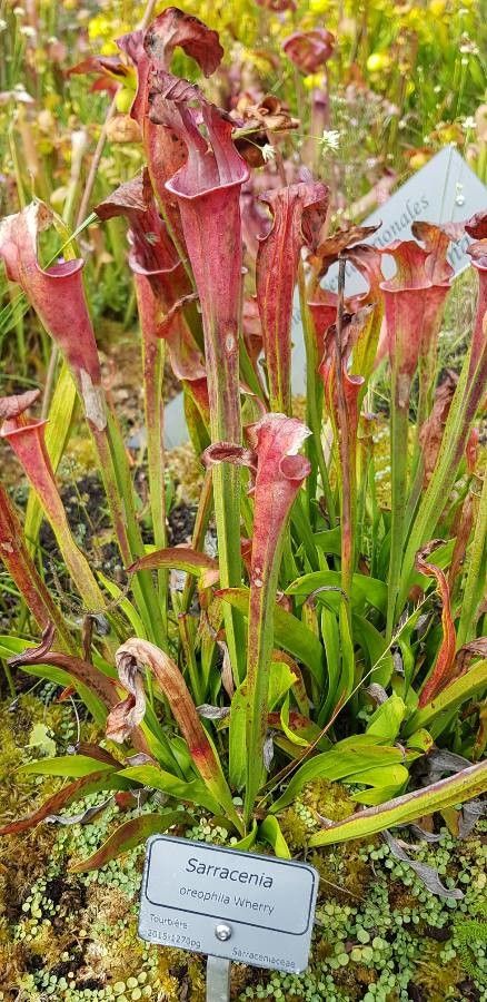 Sarracenia oreophila leaf