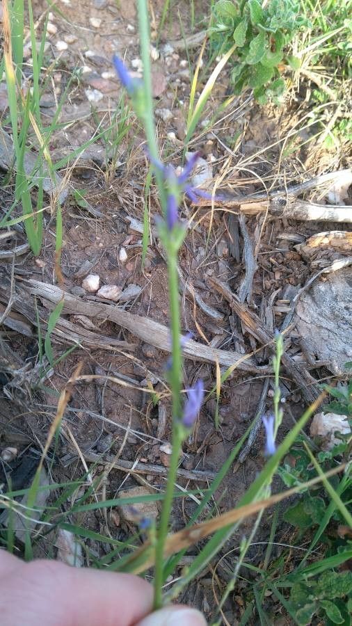 Swertia perennis bark