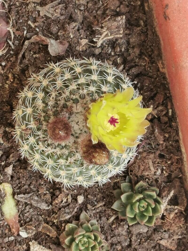 Parodia curvispina bark