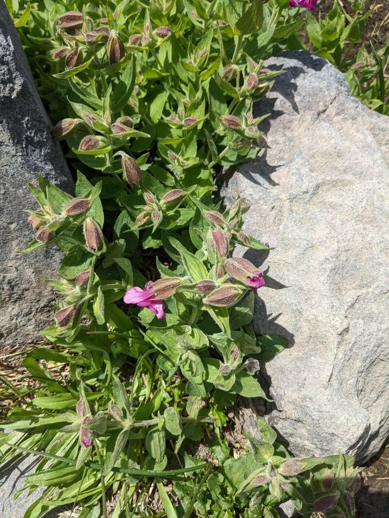 Mimulus lewisii — houseplant care guide
