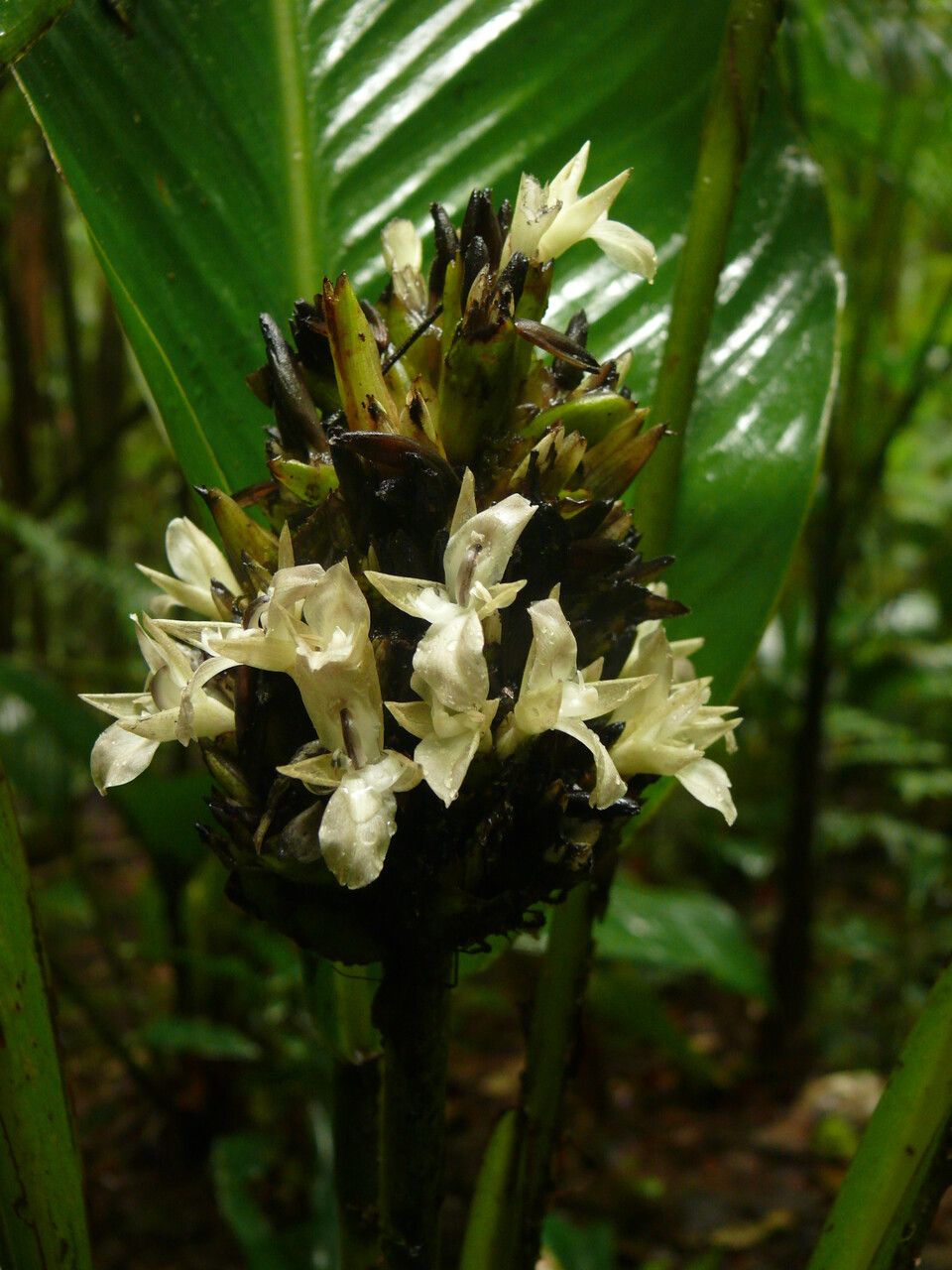 Goeppertia monophylla flower