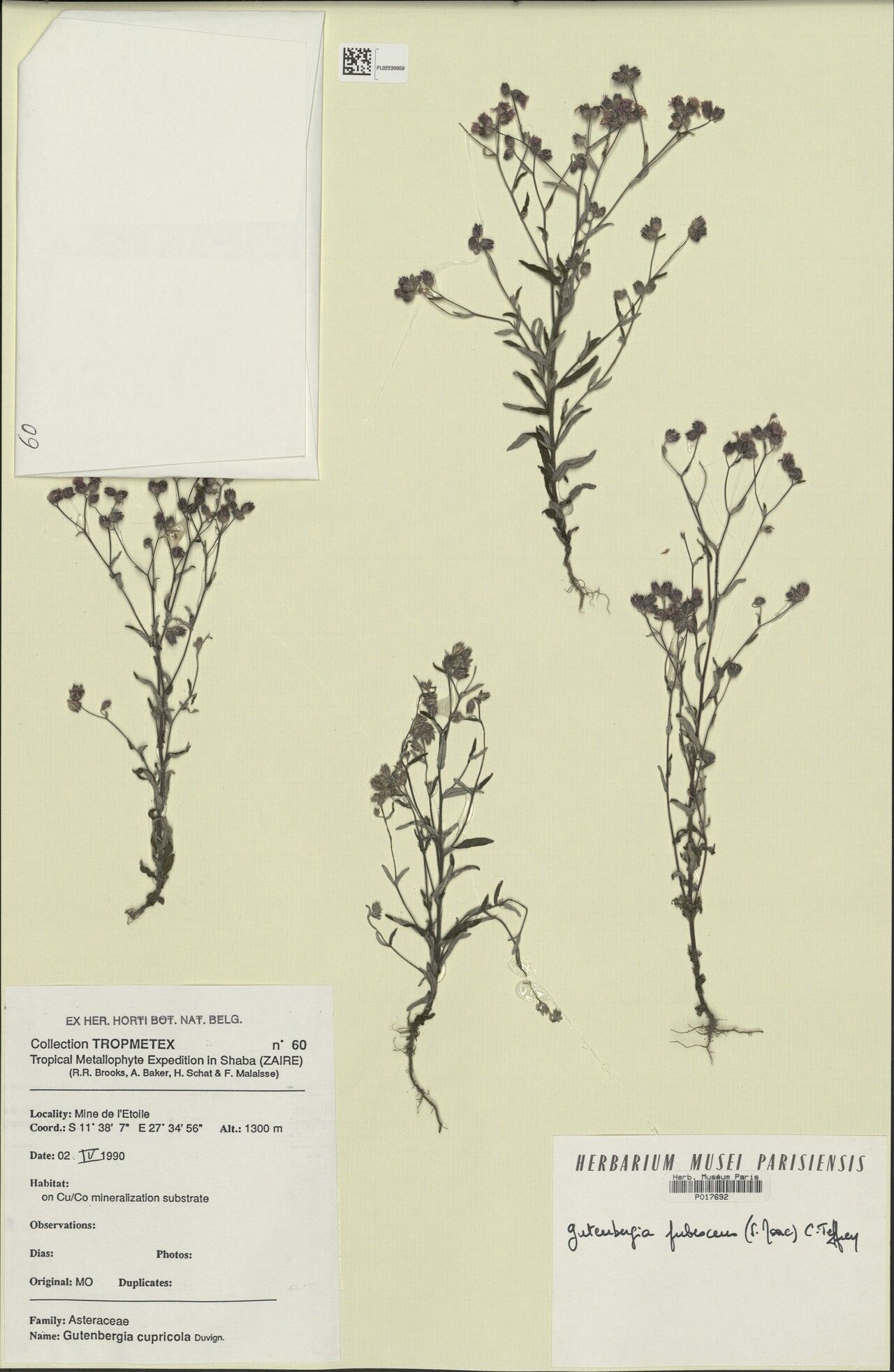 Gutenbergia pubescens — houseplant care guide