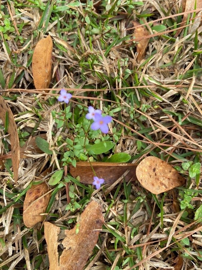 Houstonia pusilla — search result for 'Rubiaceae'