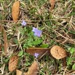 Houstonia pusilla