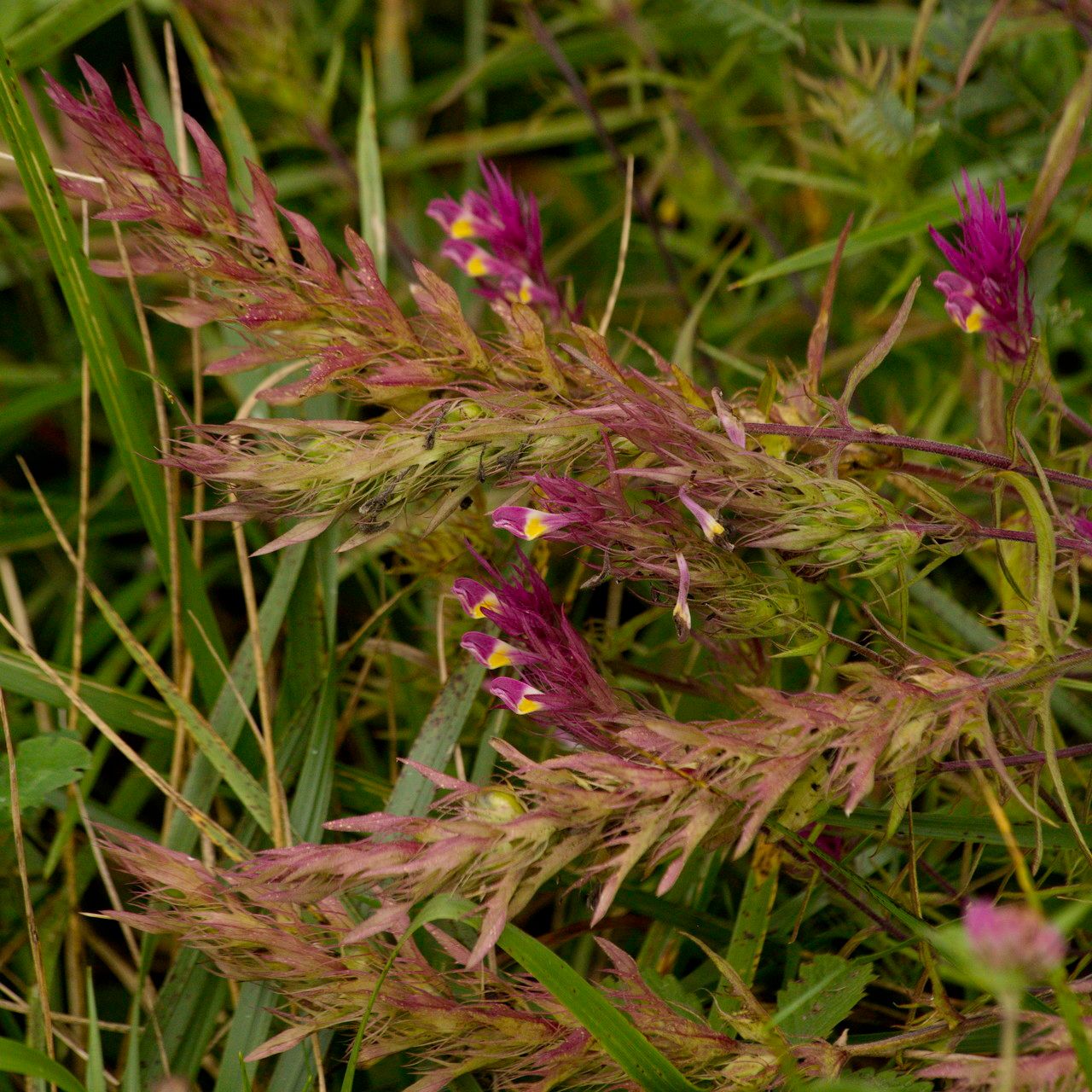 Melampyrum arvense — search result for 'Orobanchaceae'