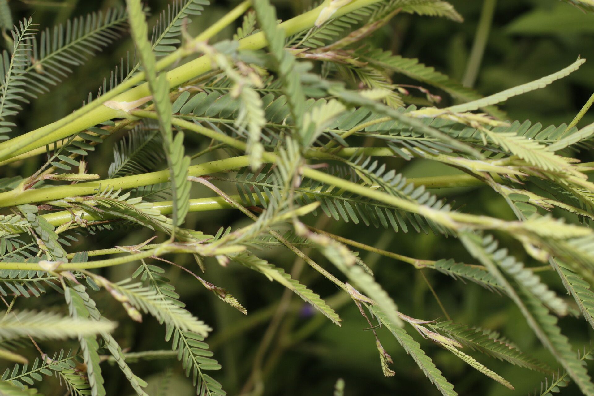 Aeschynomene filosa leaf