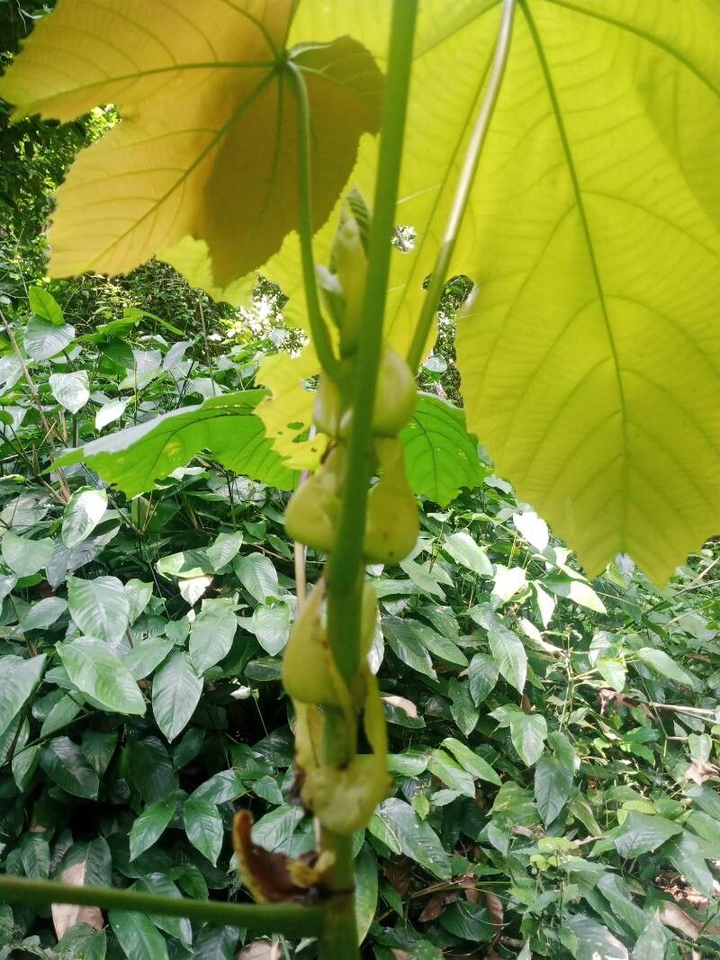 Macaranga schweinfurthii — houseplant care guide