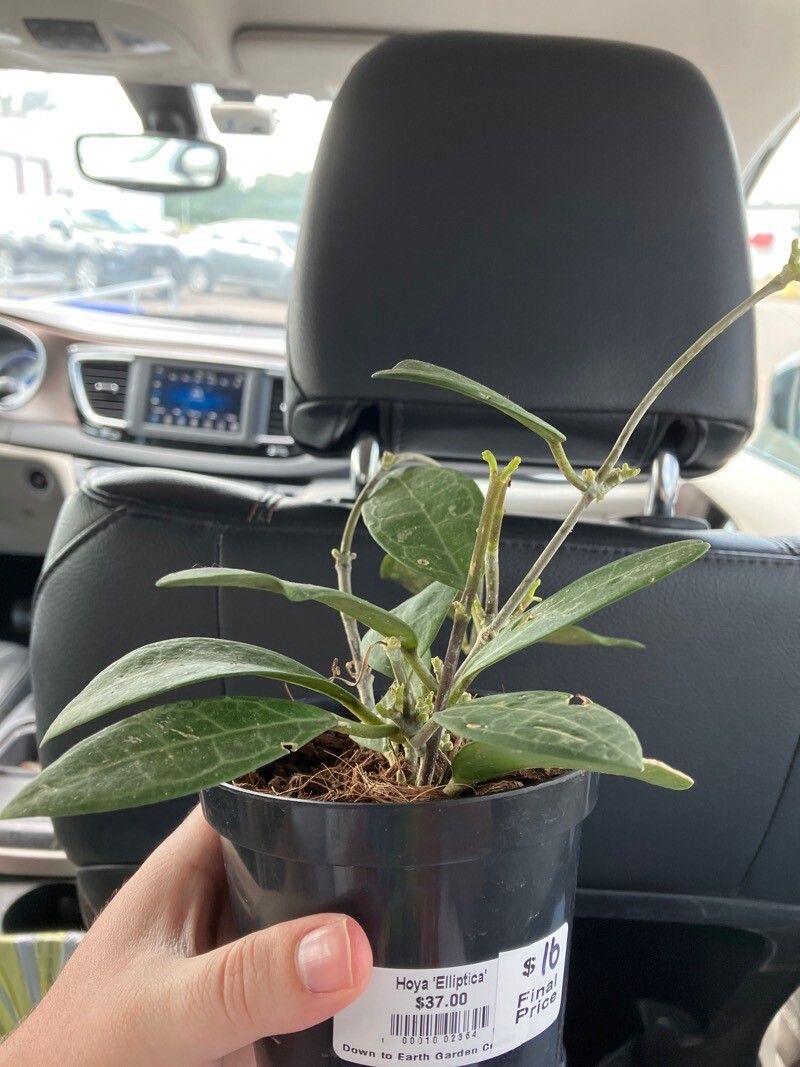 Hoya elliptica leaf