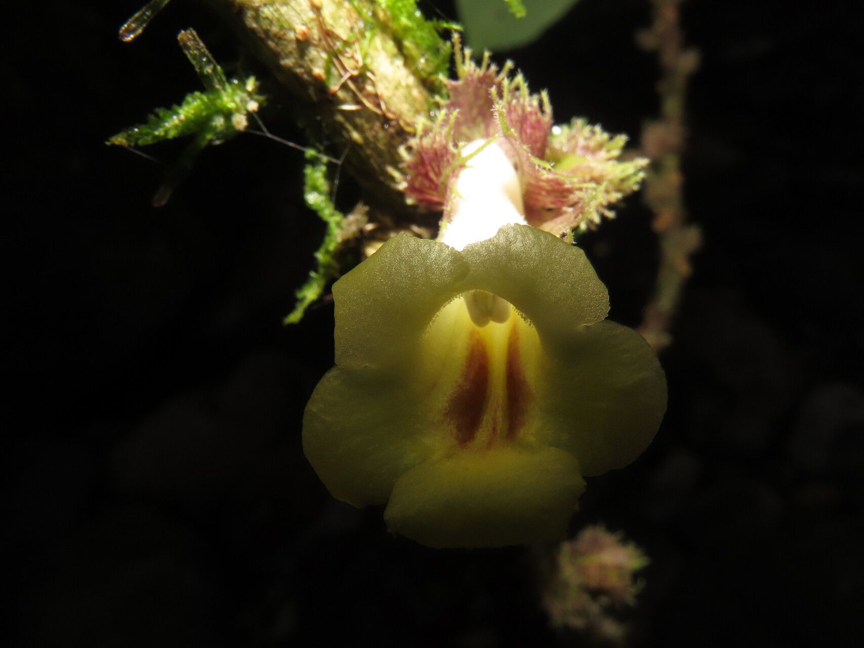Drymonia macrophylla flower