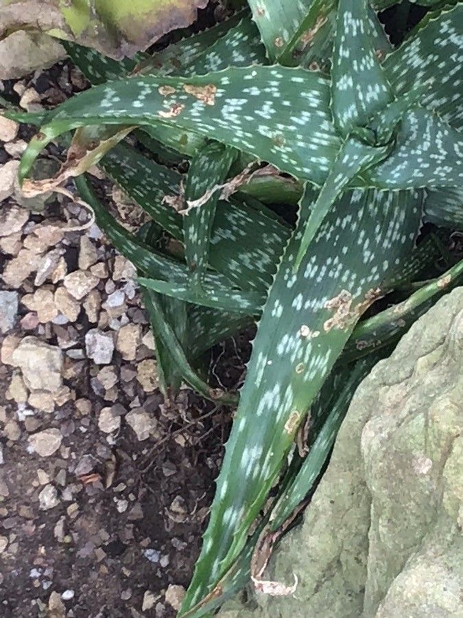 Aloe grisea — houseplant care guide