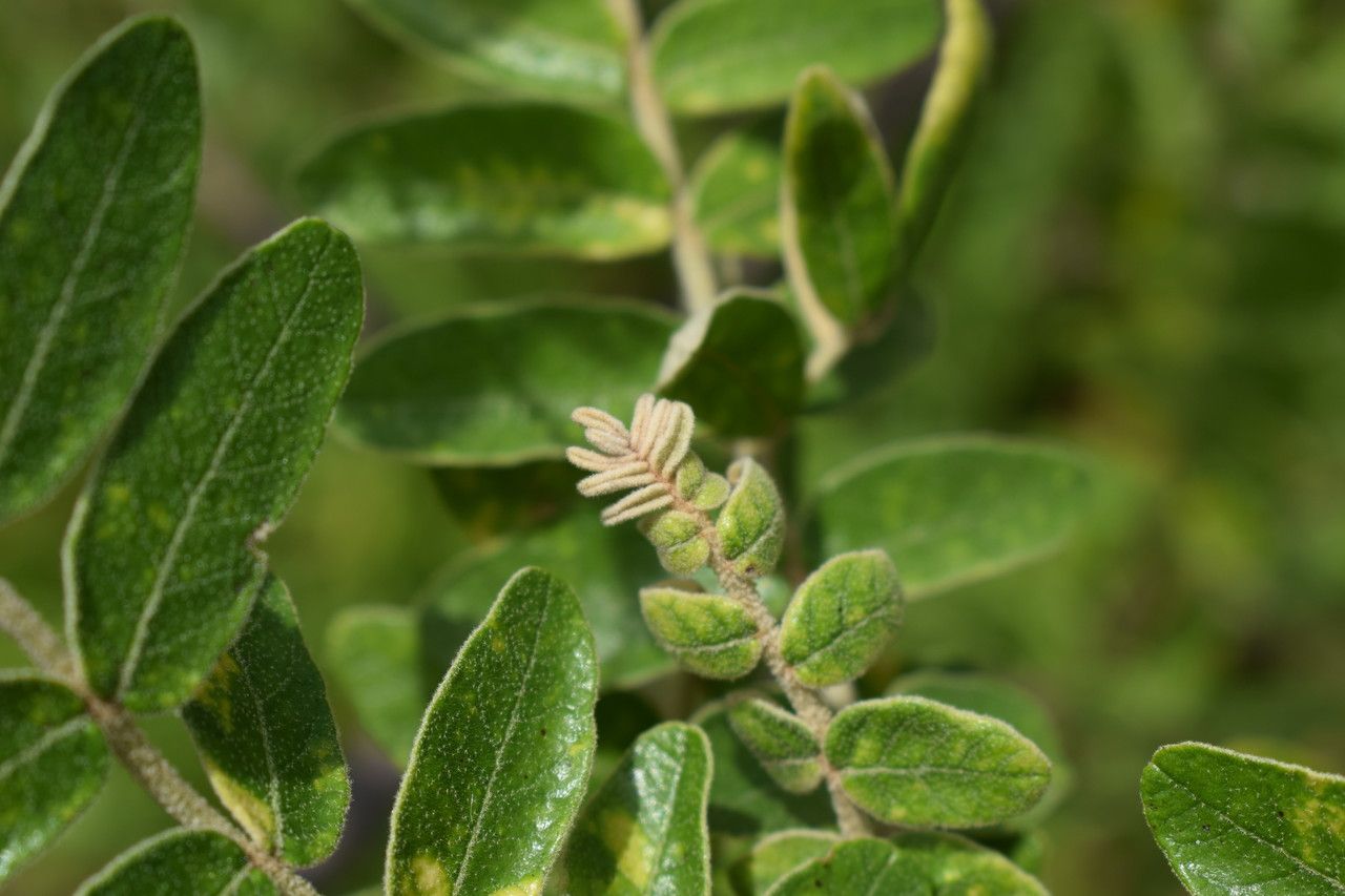 Lannea humilis flower