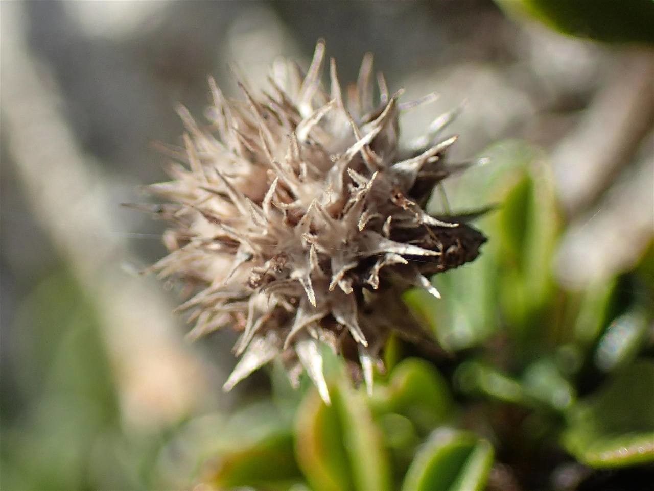 Globularia cordifolia fruit