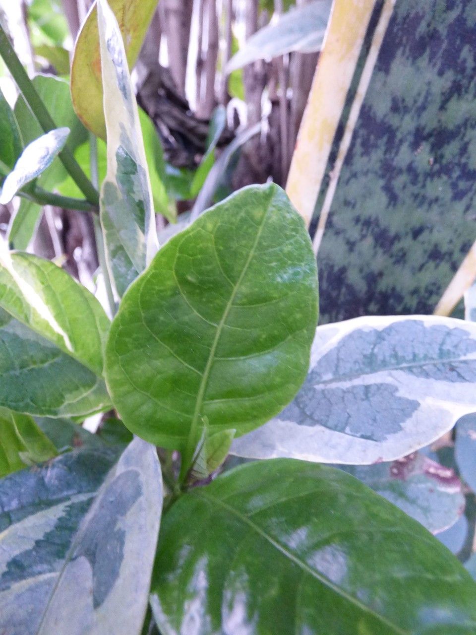 Pseuderanthemum carruthersii leaf