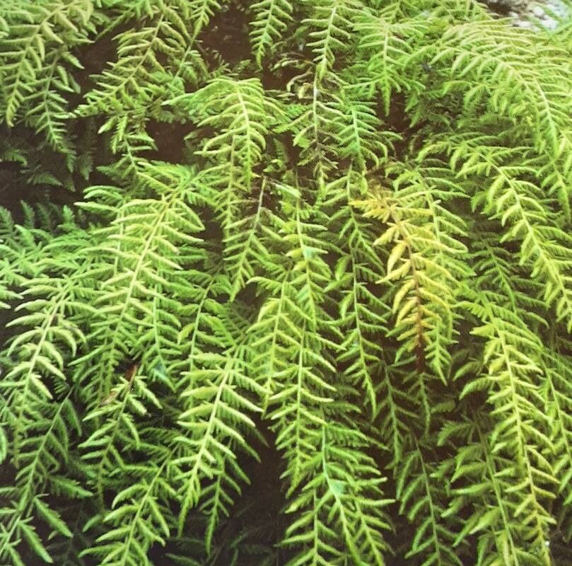 Woodsia caucasica — related species from the same genus