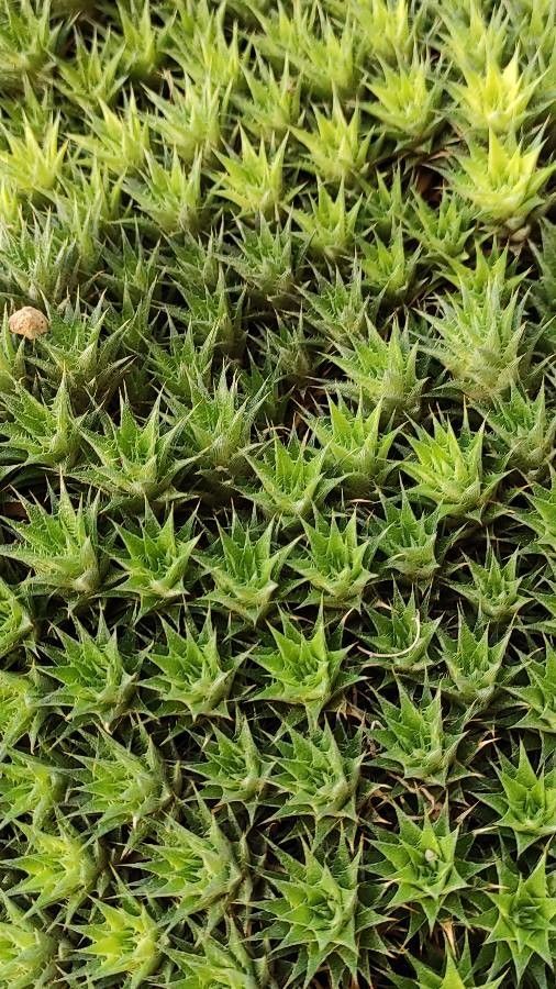 Deuterocohnia brevifolia leaf