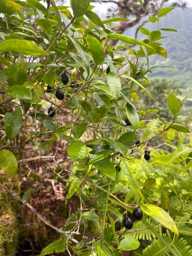 Alyxia stellata — search result for 'Thailand'